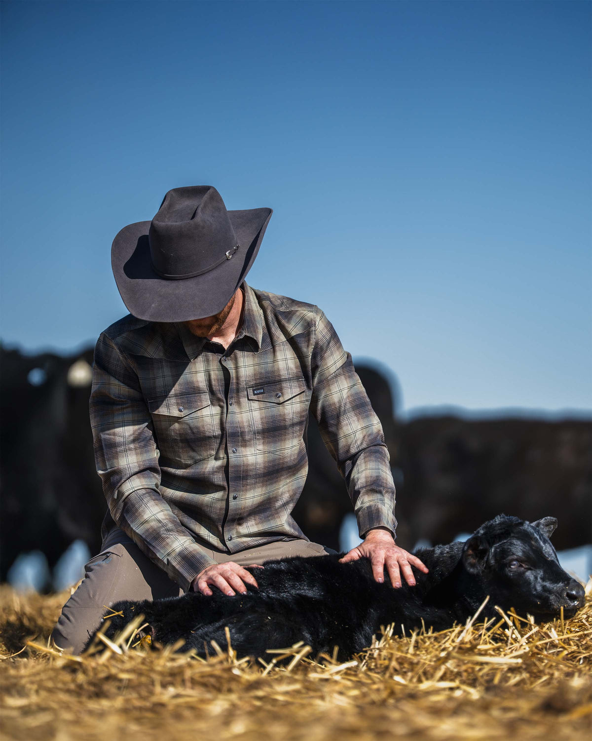 Man kneeling on straw and handling a calf while wearing a Laredo Long Sleeve Shirt in Vias Ombre Plaid and wide‑brim hat in an outdoor ranch setting.

