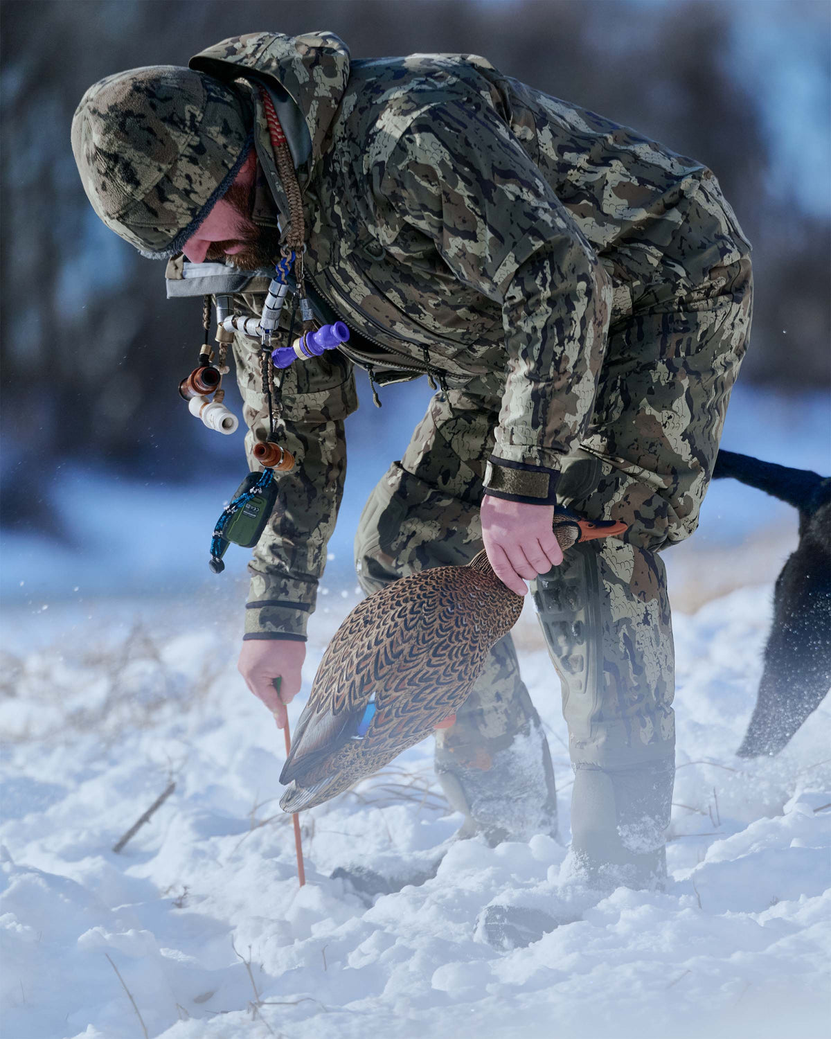 Hunter wearing Proximity Beanie in Veros Camouflage bends in deep snow while holding a duck.