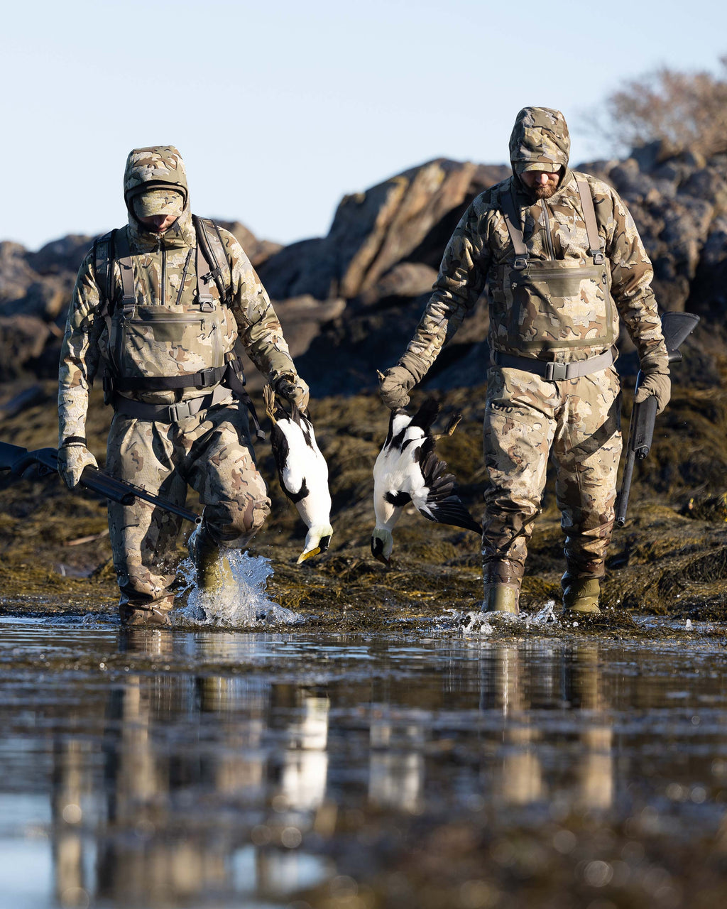 Two Hunters Wearing HD Flex Waders in Valo Camouflage Holding Shotguns and Common Eider's, walking into the decoys