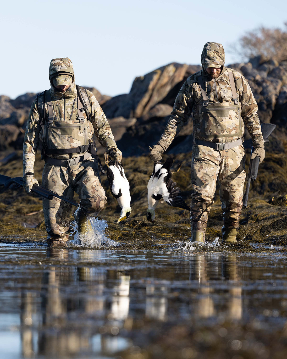 Two Hunters Wearing HD Flex Waders in Valo Camouflage Holding Shotguns and Common Eider's, walking into the decoys