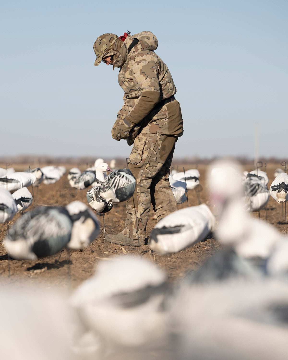 Waterfowl Hunter wearing Paragon Storm Shell Parka and Bib in Valo Camouflage, setting up several dozen snow goose decoys in a field